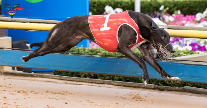 Watch greyhound racing online live free