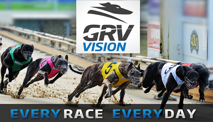 Greyhound vision best sale