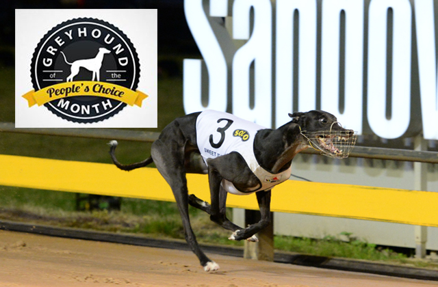 Sweet It Is Wins Most Popular Greyhound For November | GRV