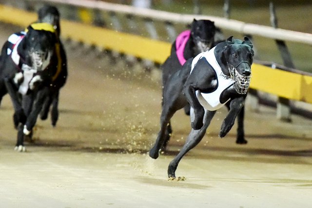 what is the prize money in greyhound racing