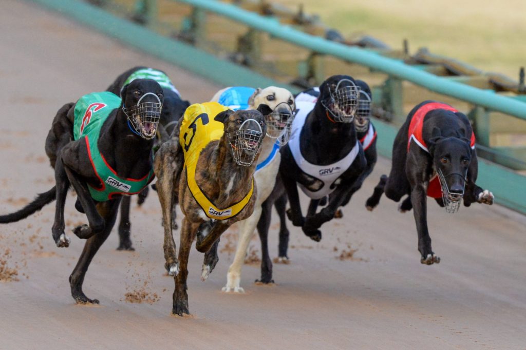 14++ Greyhound results tab best tips 