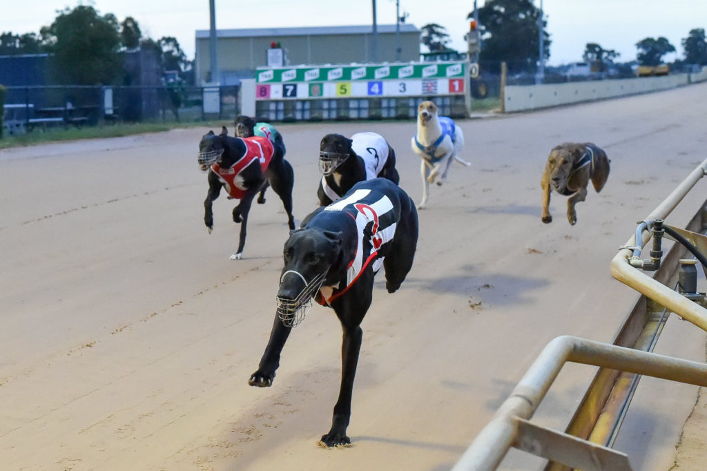 Saturday morning greyhound racing to resume