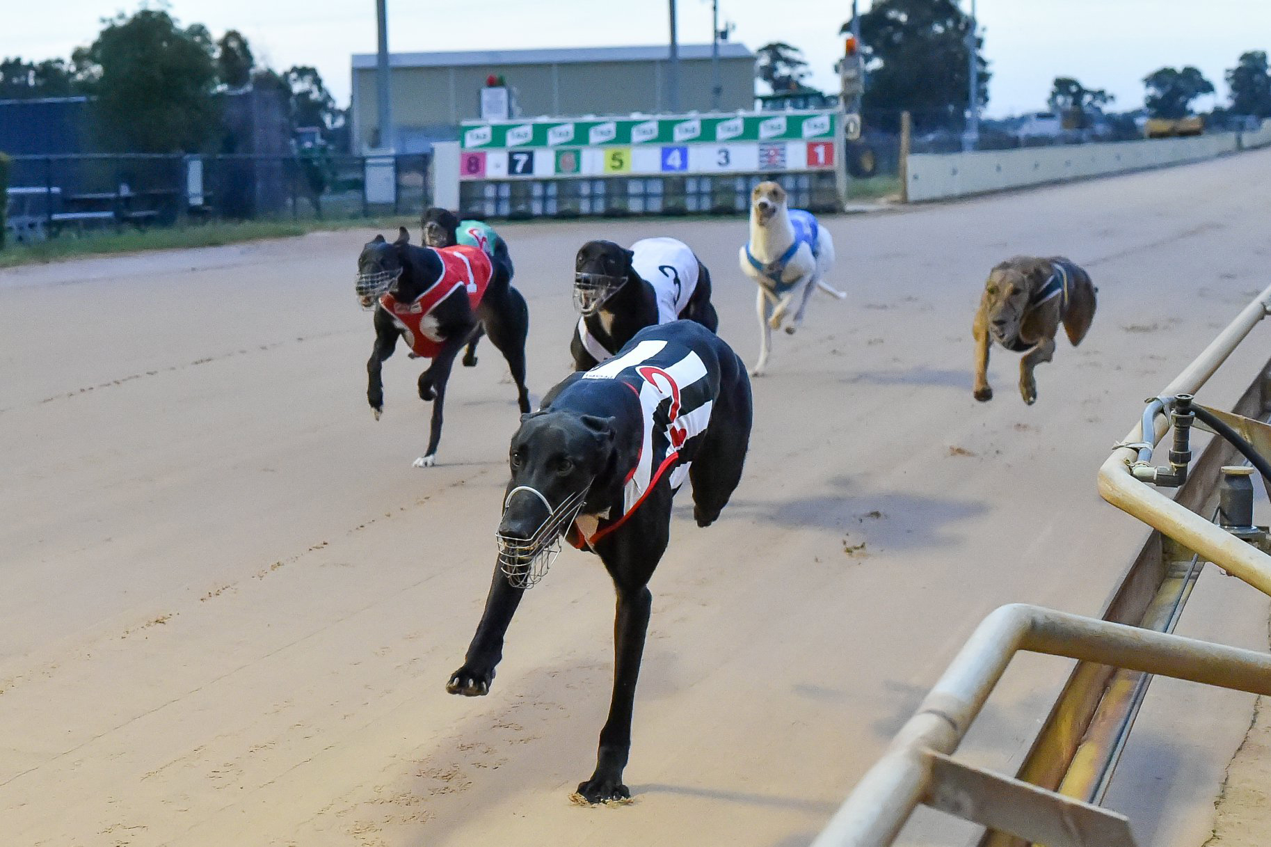 Saturday Morning Greyhound Racing To Resume